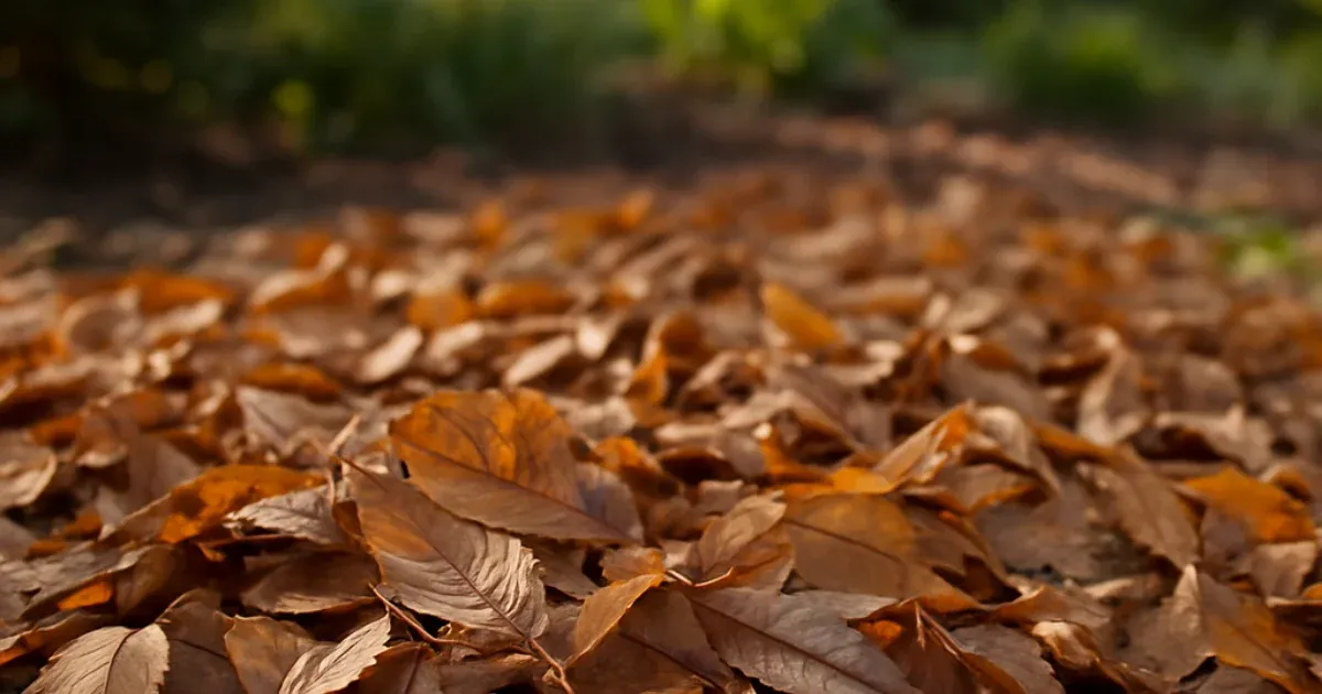 Feuilles mortes